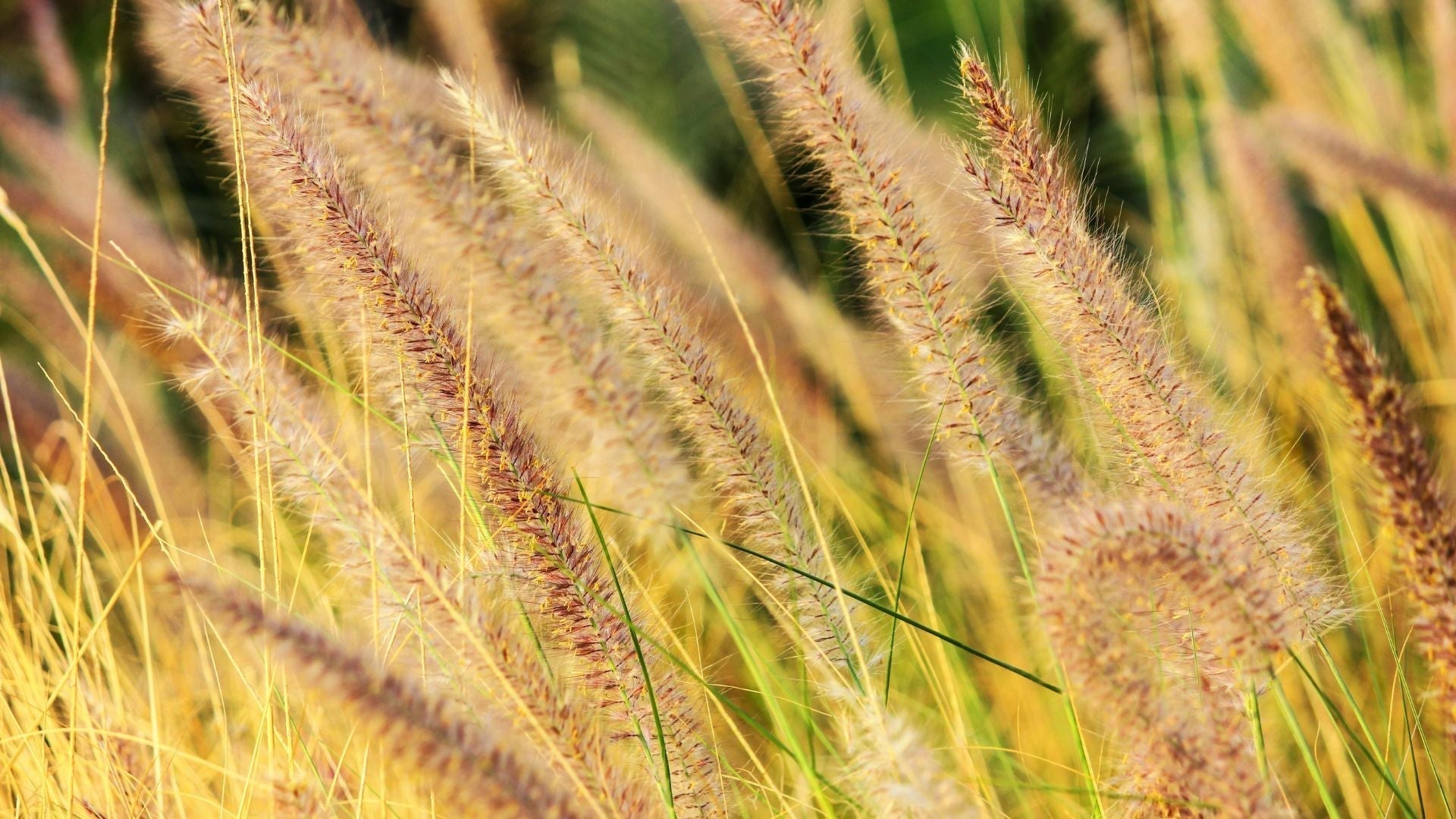 MVHR and Allergies: How Heat Recovery Ventilation Helps Hay Fever and Asthma Sufferers